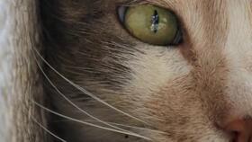 猫之城最新爆料视频大全,最新爆料视频大盘点